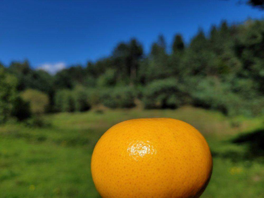 Mandarynka na tle zielonej trawy i błękitnego nieba w słoneczny dzień.